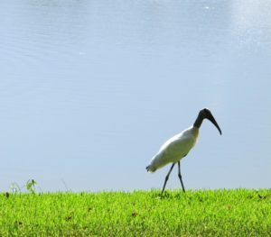 A crane walking on grass next to water.