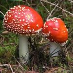 Mushrooms and Their Magic