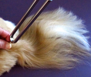 A tuning fork next to a dog's tail.