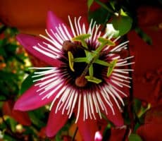 close up of flower seeds, the inner flower.